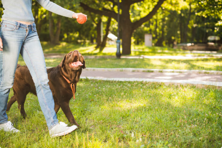 Dog Parks: Where Pets (and People) Socialize