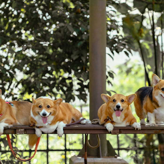 Why Dog Parks Matter