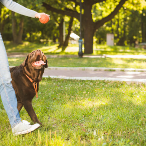Dog Parks: Where Pets (and People) Socialize