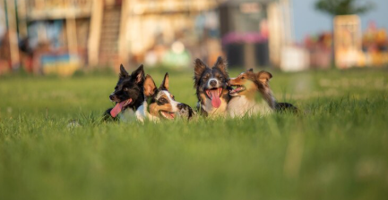 A Beginner’s Guide to Building and Using a Dog Park
